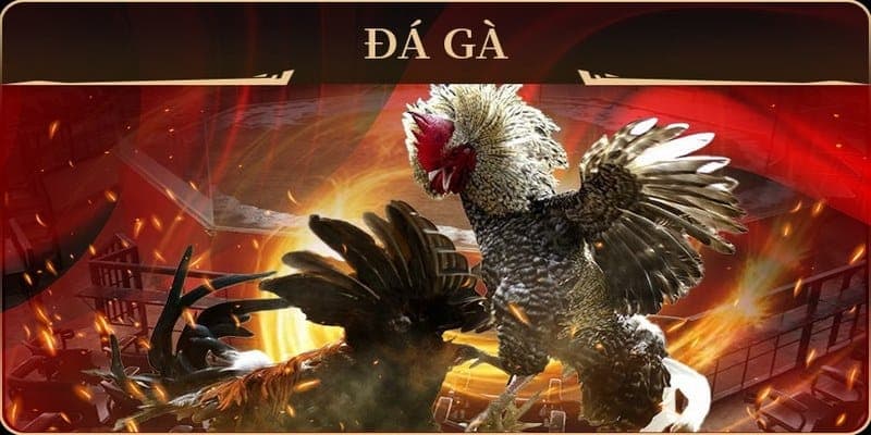 Tìm hiểu tổng quan về AOG đá gà