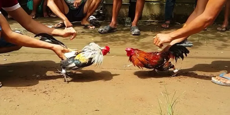 Quy trình tham gia giải trí tại Ws168 đá gà gồm 4 bước