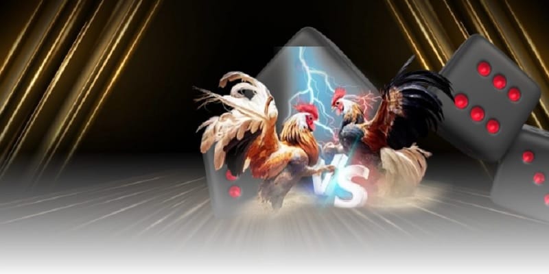 3 chiến thuật giúp thành viên hốt bạc với đá gà cựa tròn