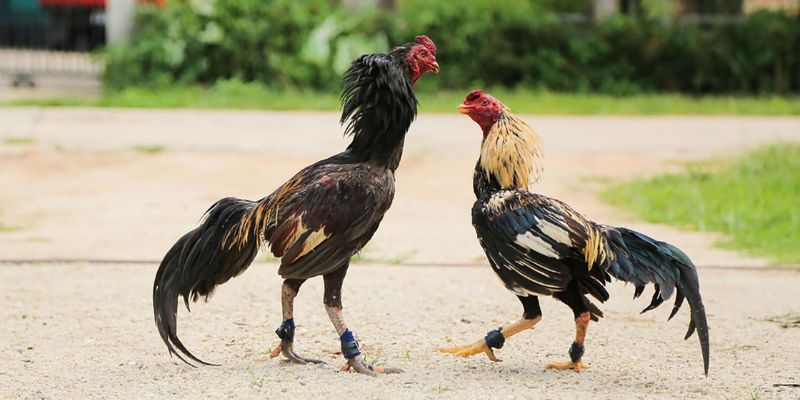 Khám phá toàn diện về loại hình đá gà cựa tròn