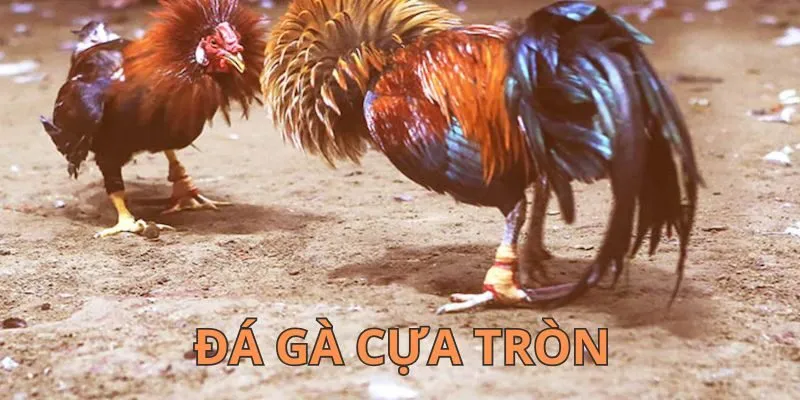 Đá Gà Cựa Tròn - Bộ Môn Kịch Tính Được Yêu Thích Nhất 2026
