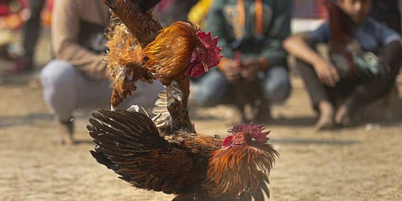 Tìm hiểu toàn diện về đá gà TG88