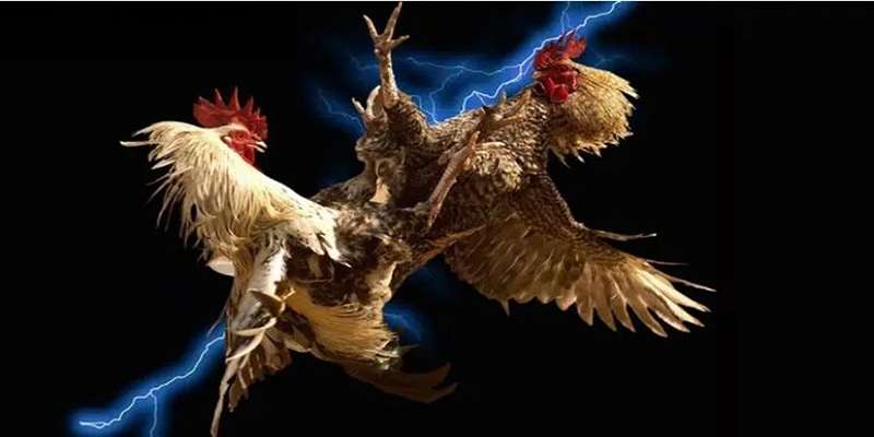 3+ điều tuyệt vời thế gà đá xạ mang lại cho chiến kê