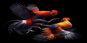 Thế Gà Đá Xạ - Top 1 Đòn Đánh Giúp Hạ Gục Nhanh Đối Thủ
