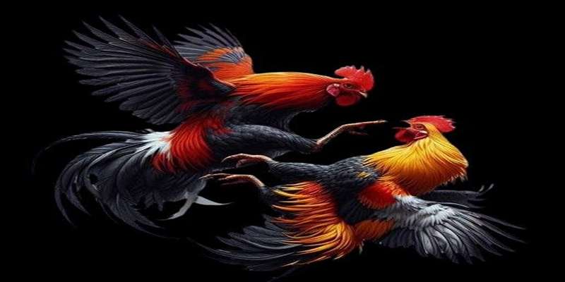 Thế Gà Đá Xạ - Top 1 Đòn Đánh Giúp Hạ Gục Nhanh Đối Thủ