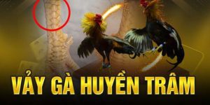 Giải Mã 3 Bí Mật Về Vảy Gà Huyền Trâm Cho Các Tân Thủ
